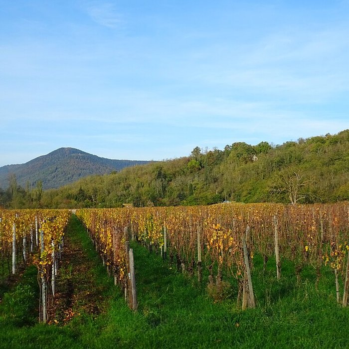 Photo de Ruines des châteaux de Ortenbourg et de Ramstein