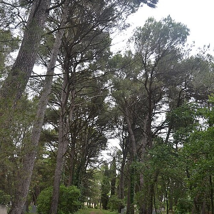 Photo de Cimetière juif de Carpentras