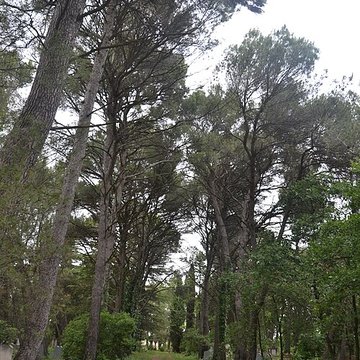 Cimetière juif de Carpentras