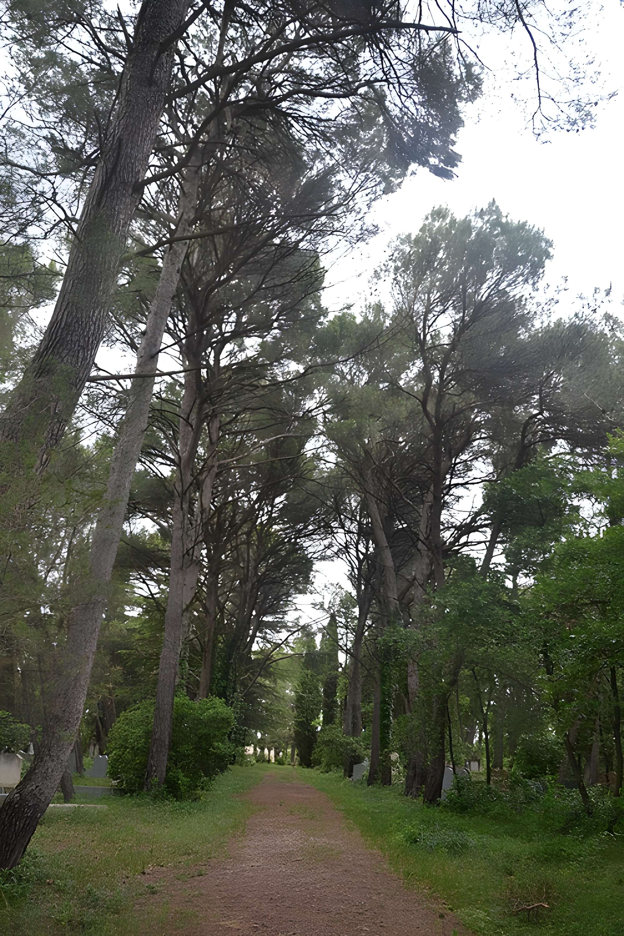 Cimetière juif de Carpentras