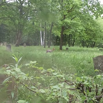 Cimetière juif de Mackenheim
