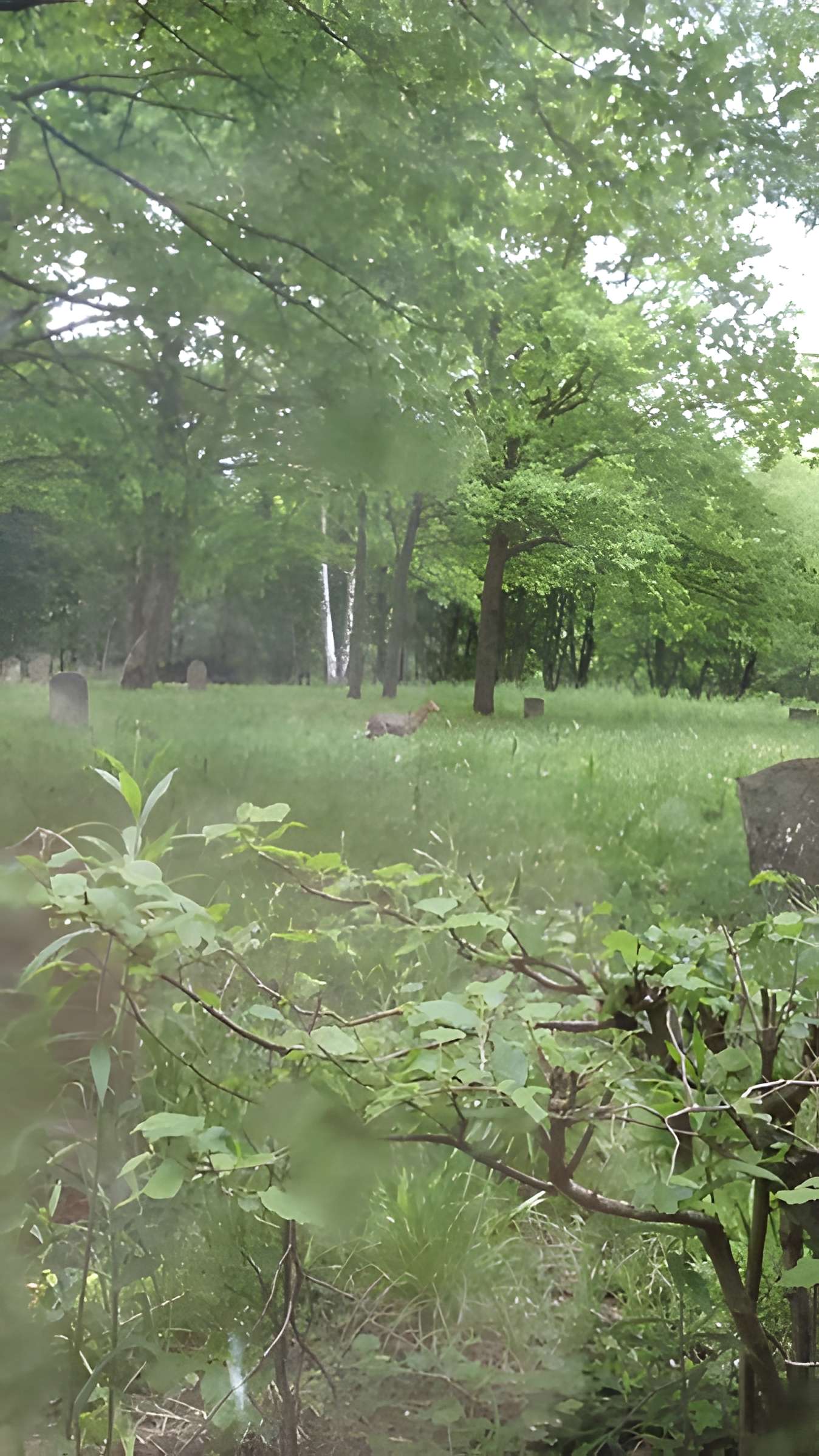 Cimetière juif de Mackenheim