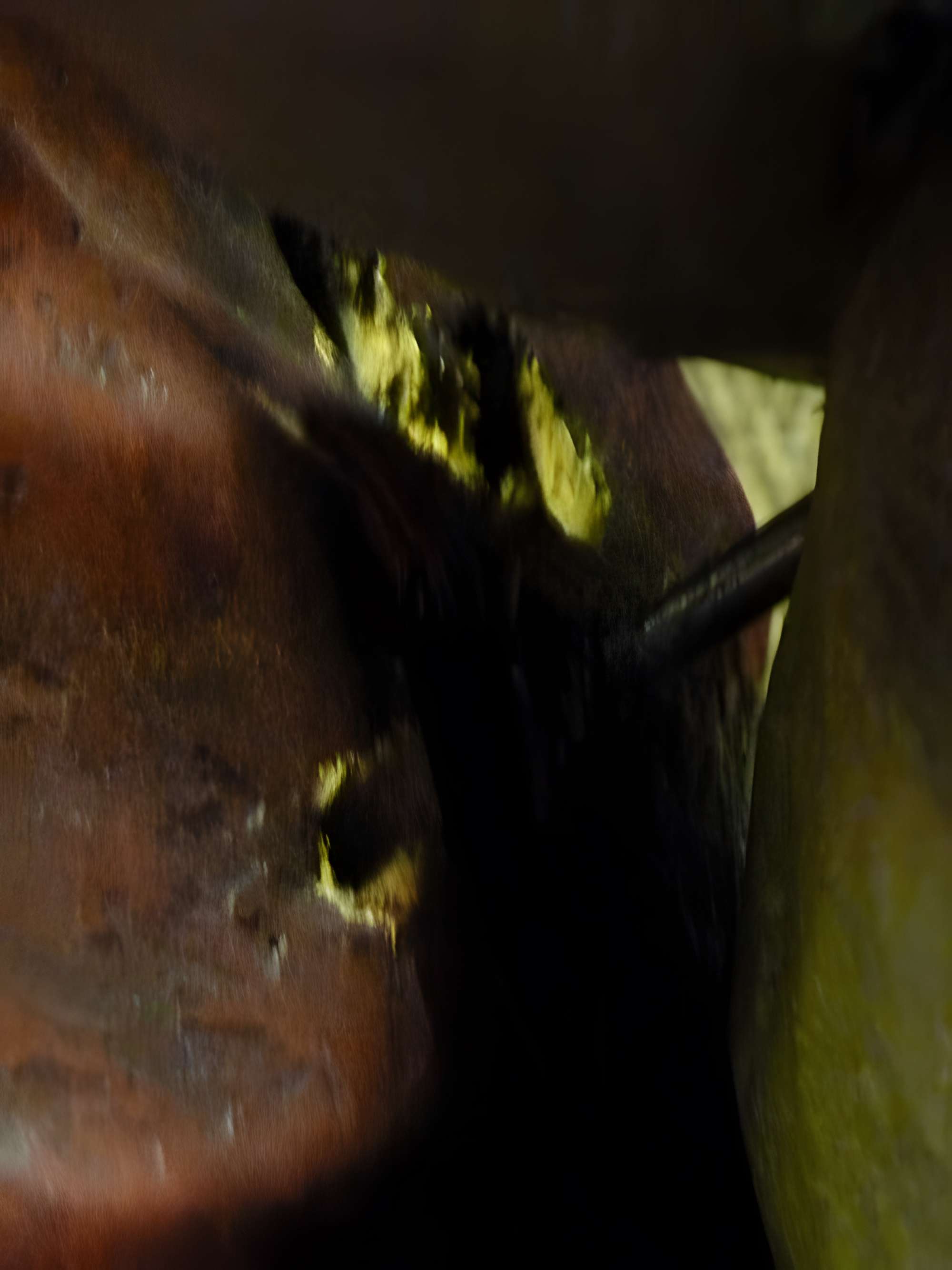 Citadelle de Strasbourg