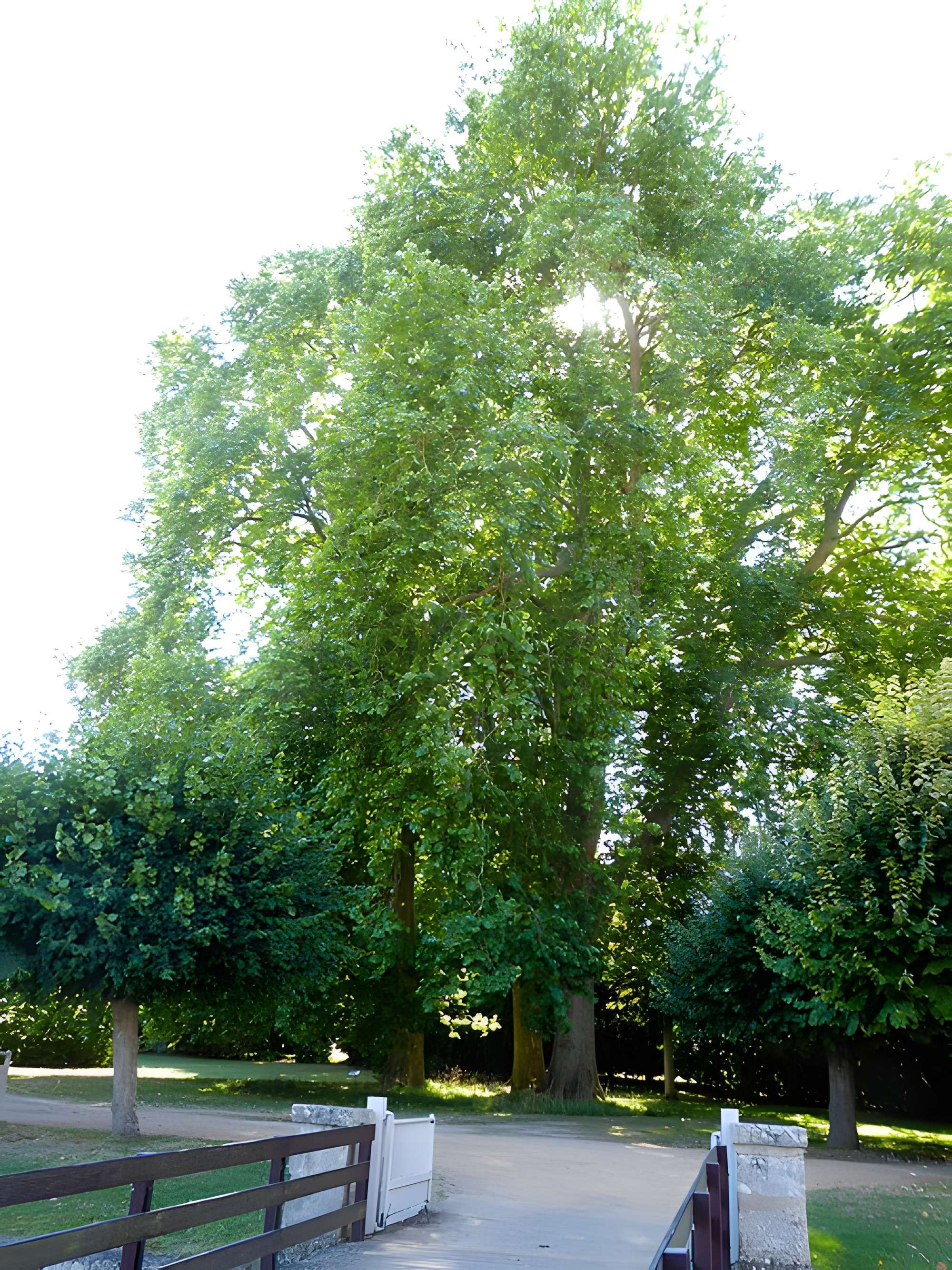 Château de Maintenon