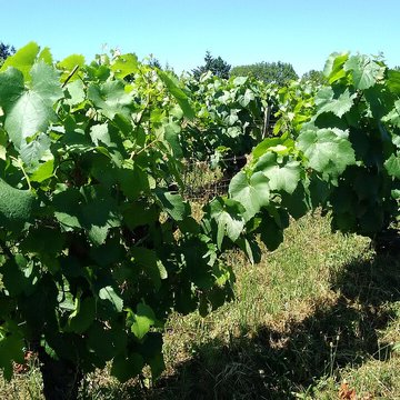 Château de Marguerite de Bourgogne