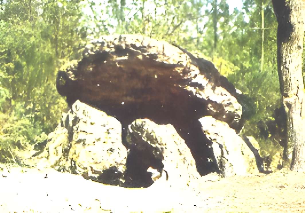 Dolmen de la Pierre couverte à Vaas 