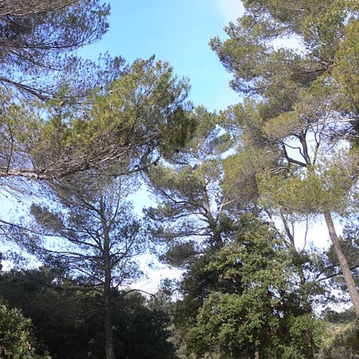 Photo de Domaine des Treilles également sur commune de Flayosc