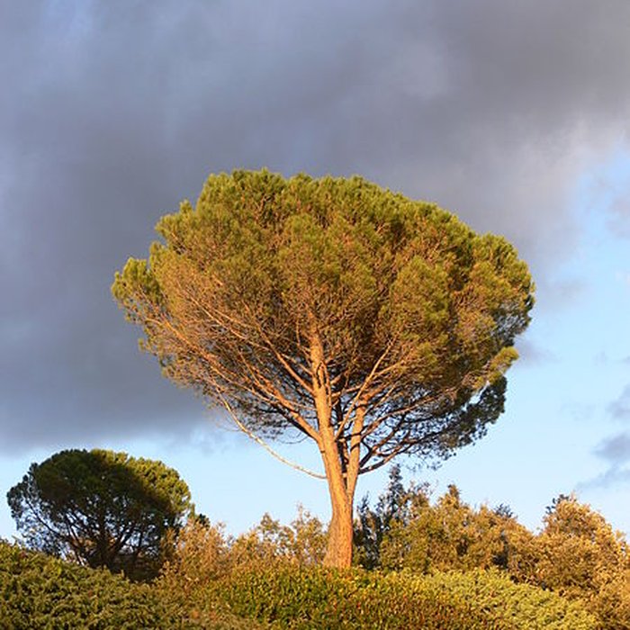 Photo de Domaine des Treilles également sur commune de Flayosc
