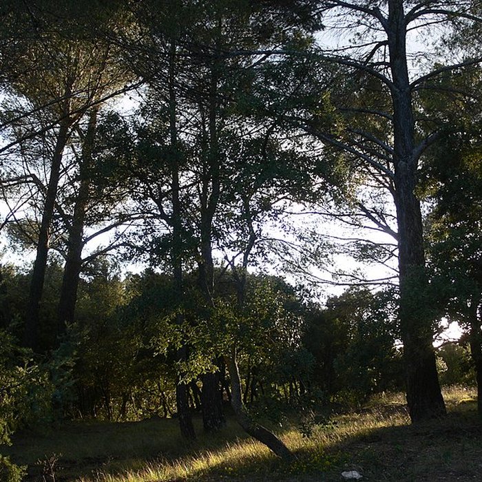 Photo de Domaine des Treilles également sur commune de Flayosc