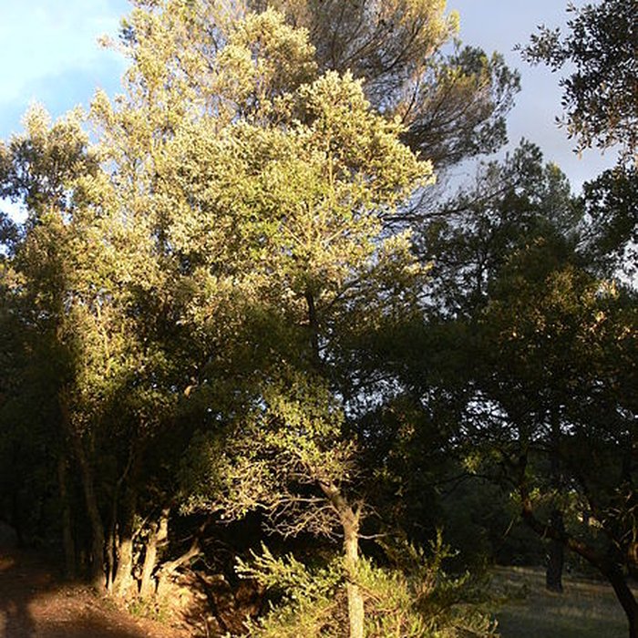 Photo de Domaine des Treilles également sur commune de Flayosc