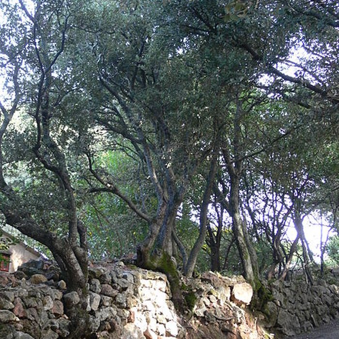 Photo de Domaine des Treilles également sur commune de Flayosc