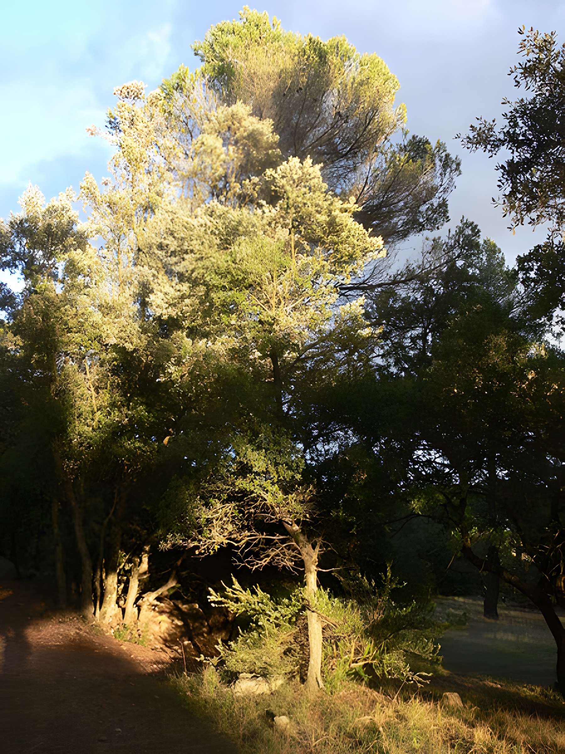 Domaine des Treilles à Flayosc