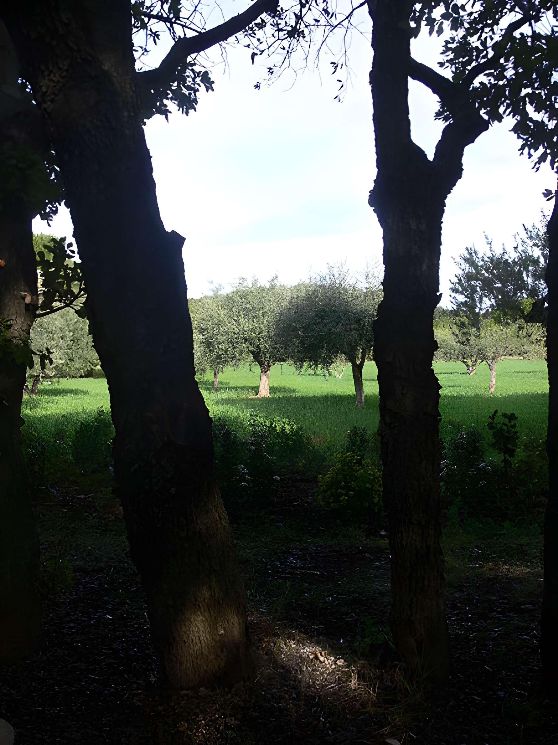 Domaine des Treilles à Flayosc