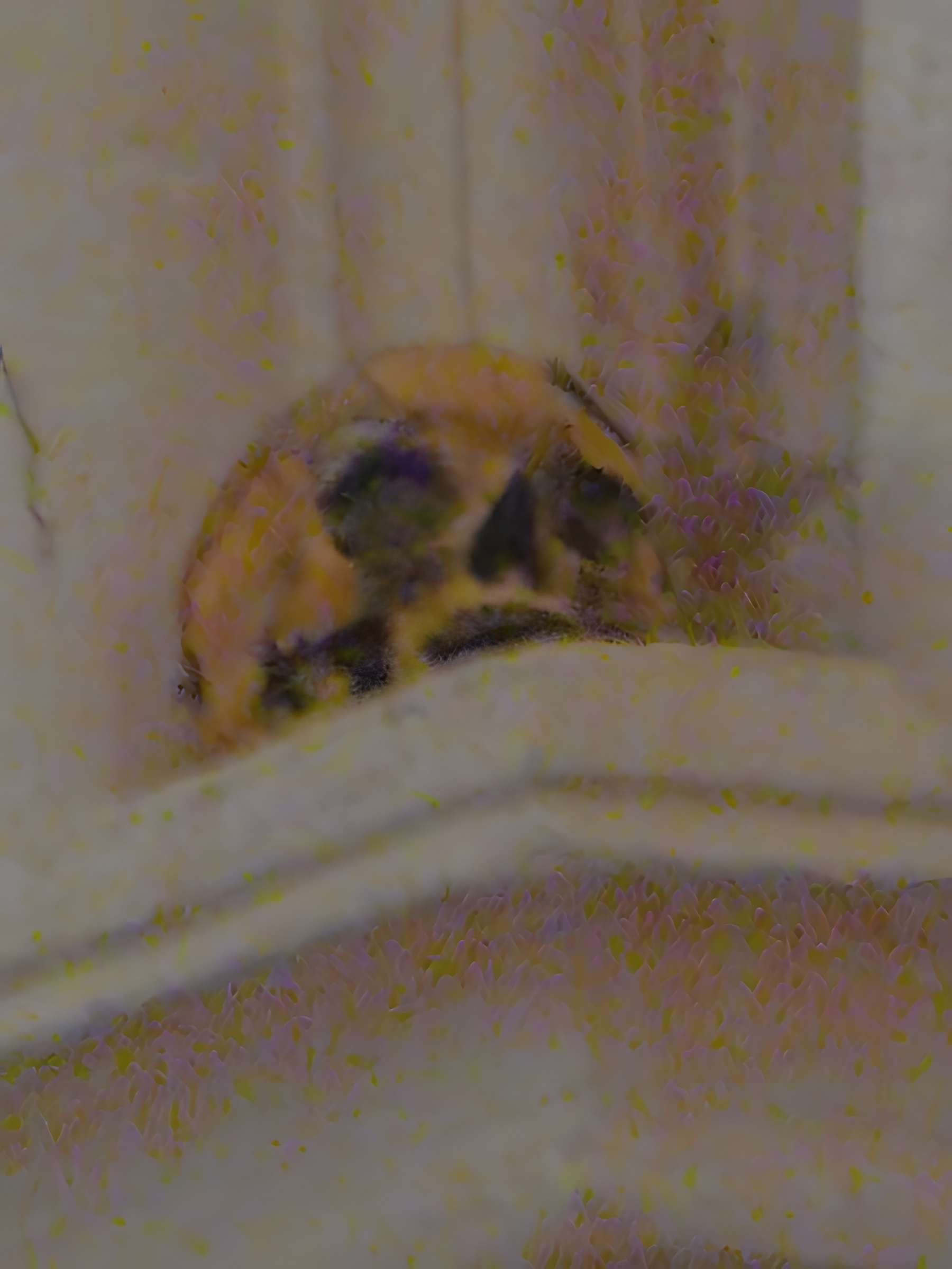 Église Notre-Dame-des-Pommiers de Largentière