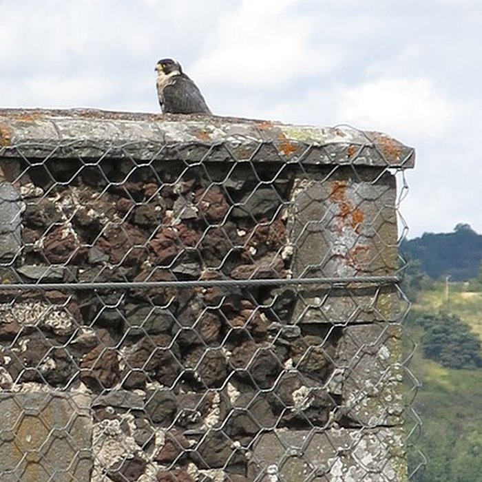 Photo de Château De Murol