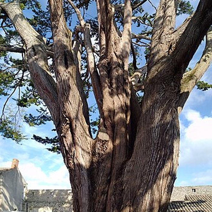 Photo de Château de Noirmoutier
