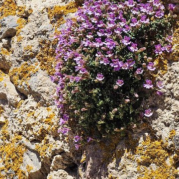 Château de Quéribus