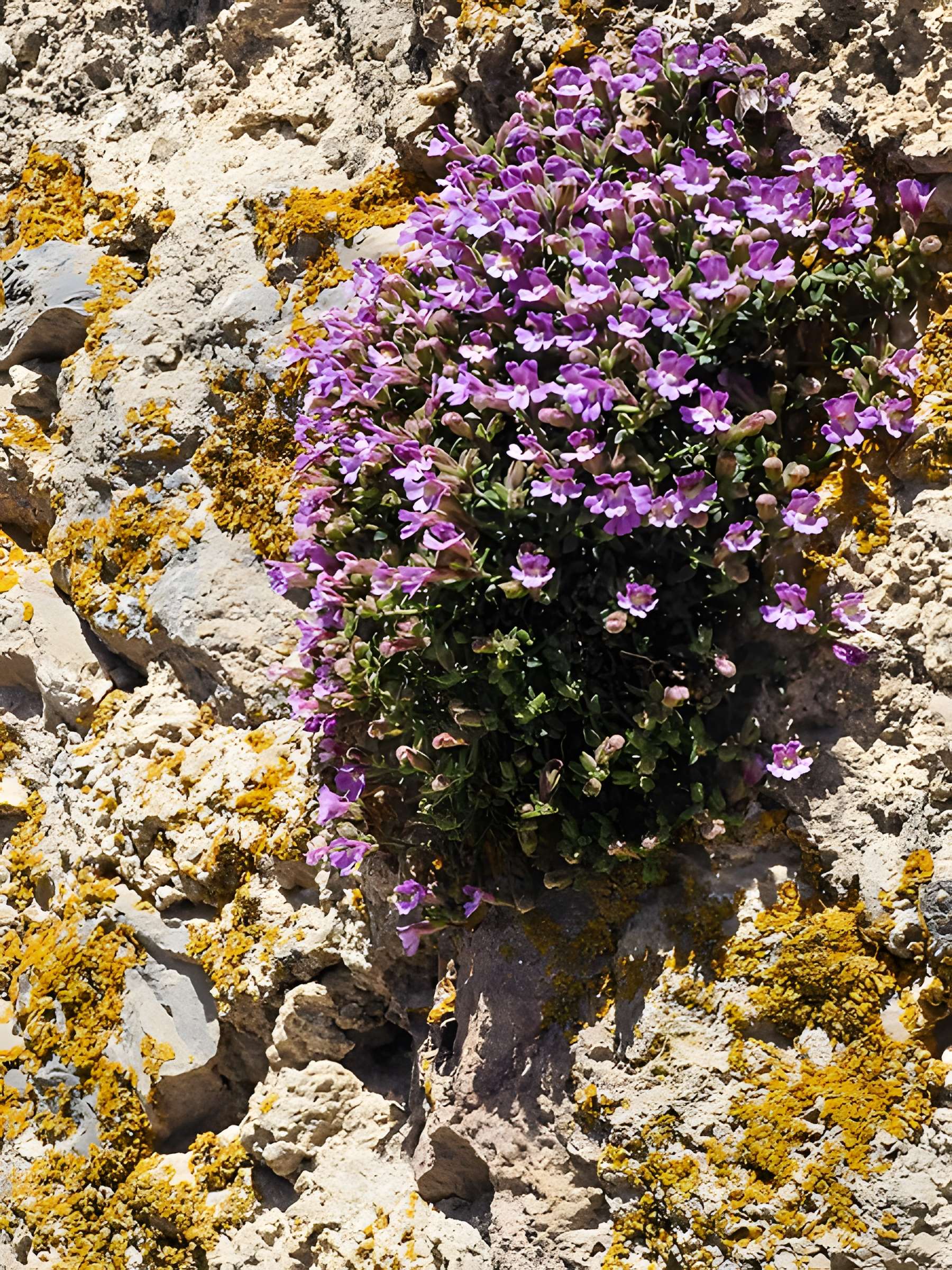 Château de Quéribus