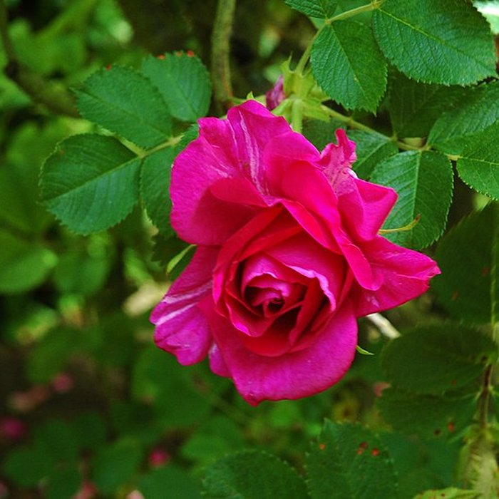 Photo de Château de Rambures