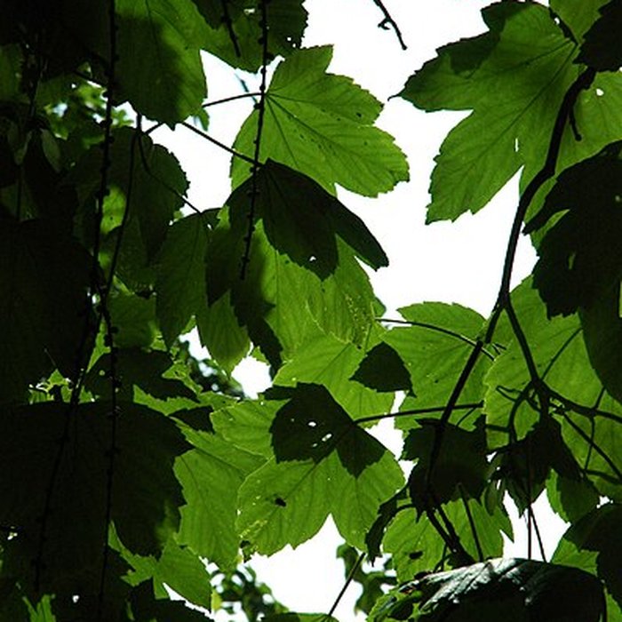 Photo de Château de Rambures