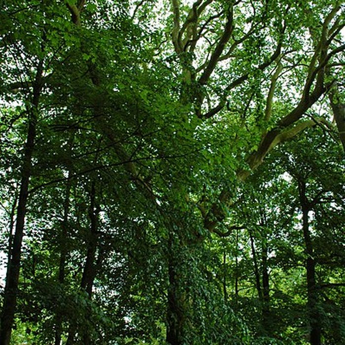 Photo de Château de Rambures