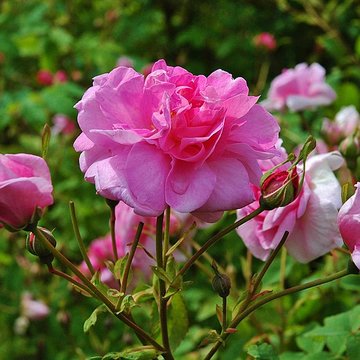 Château de Rambures