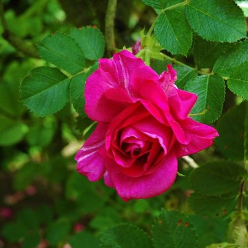 Château de Rambures