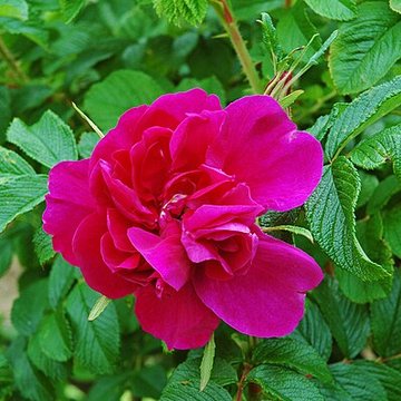 Château de Rambures