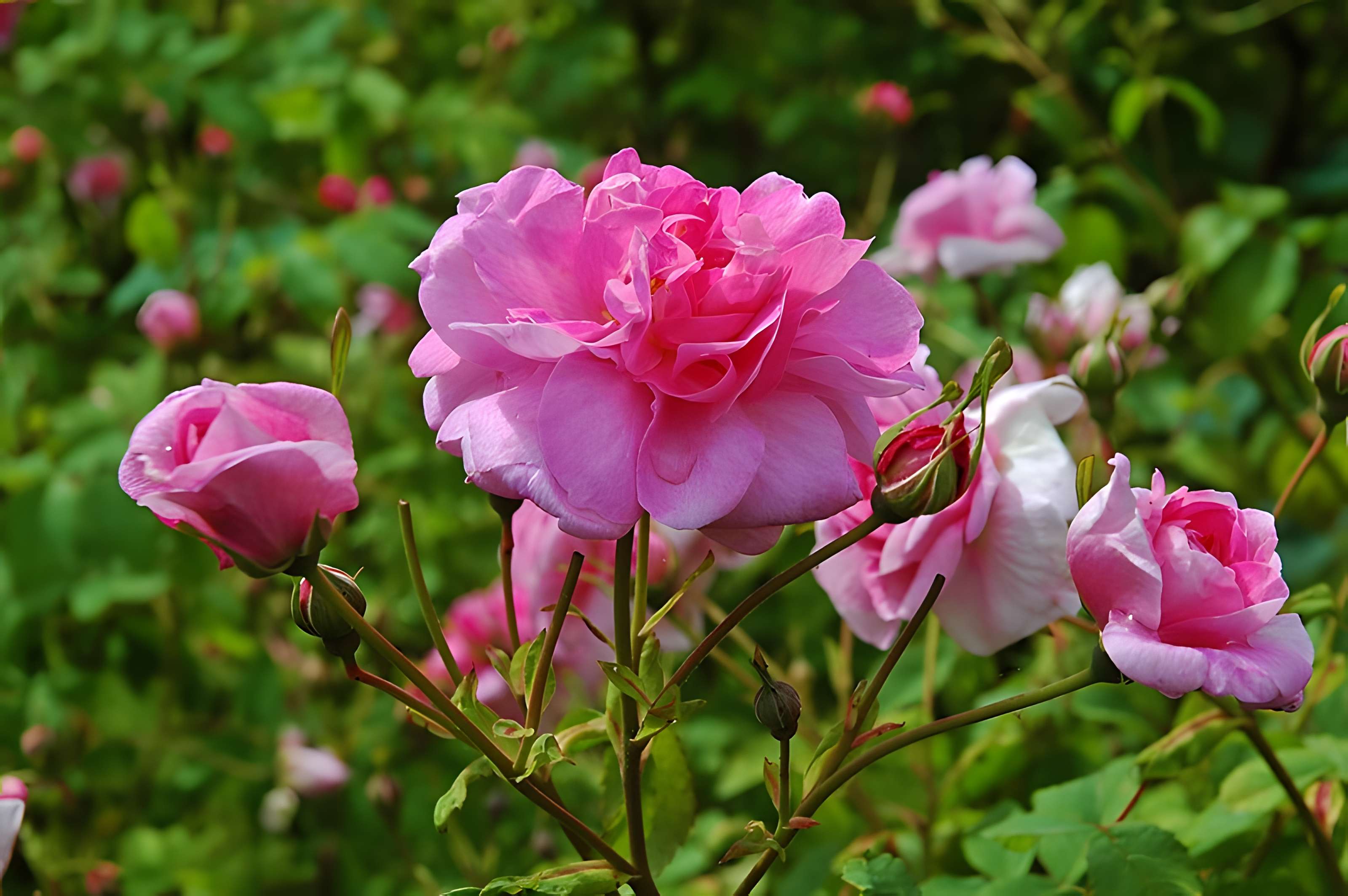Château de Rambures