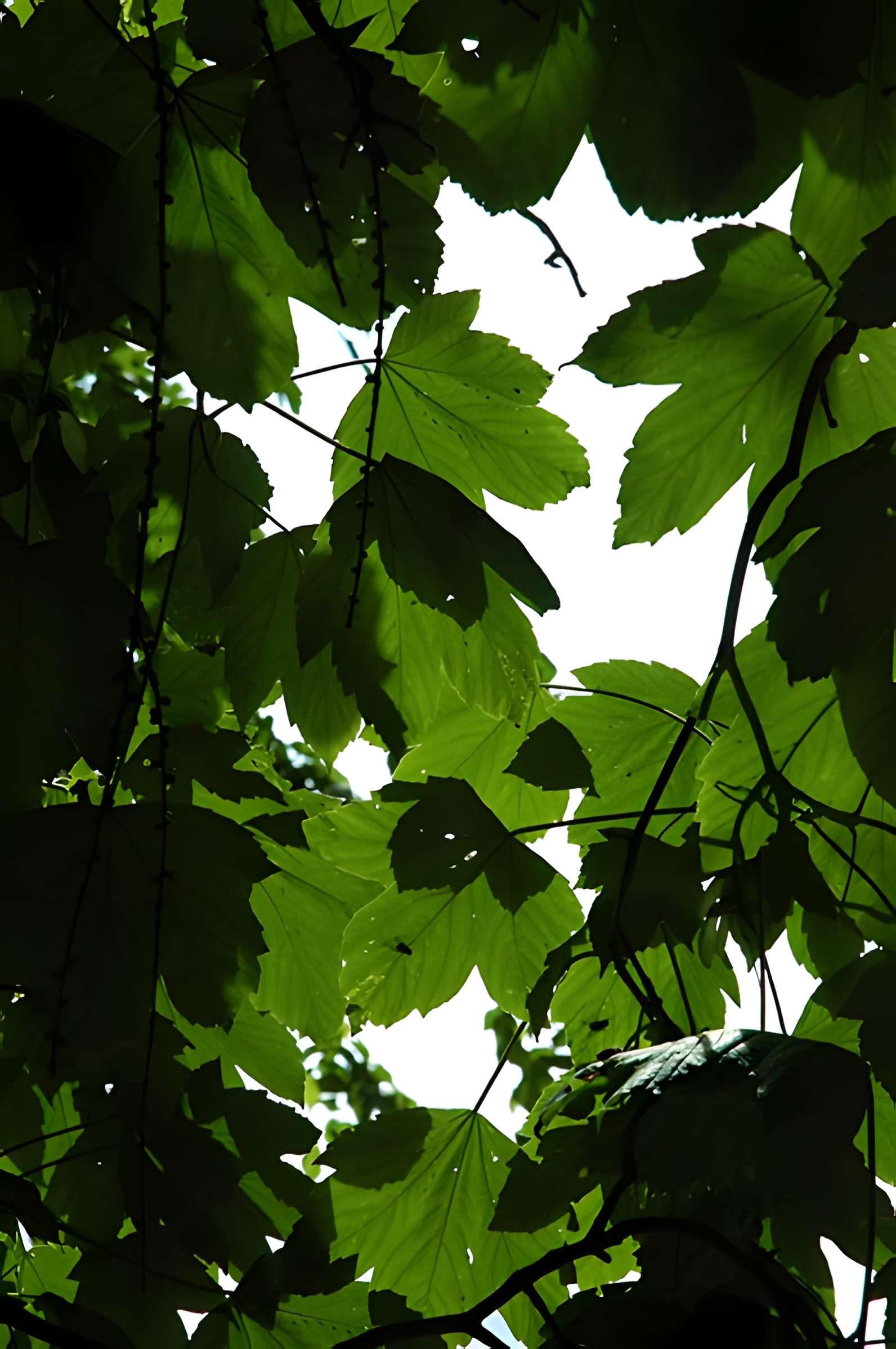 Château de Rambures