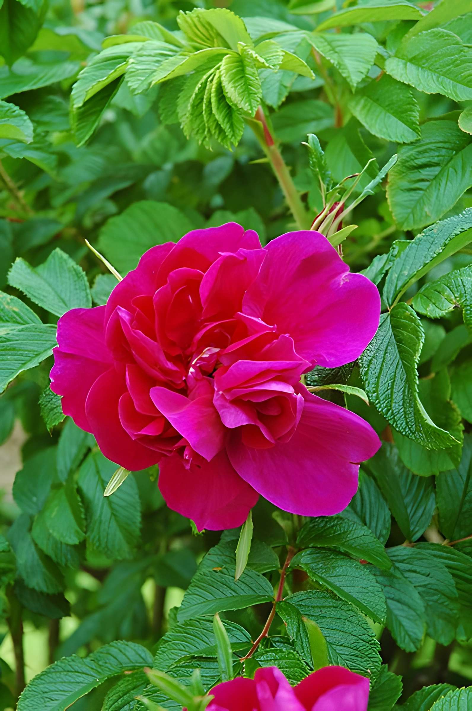 Château de Rambures