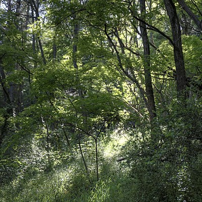 Photo de Château de Rochebaron