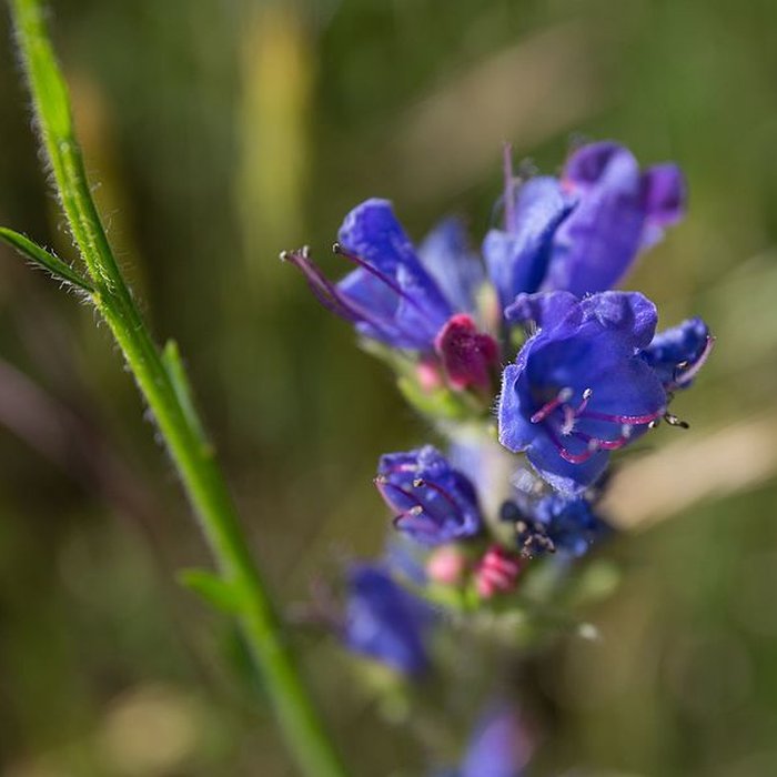 Photo de Château de Rochebaron