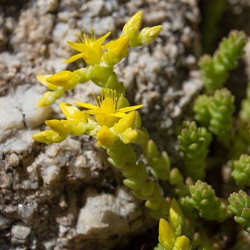 Château de Rochebaron