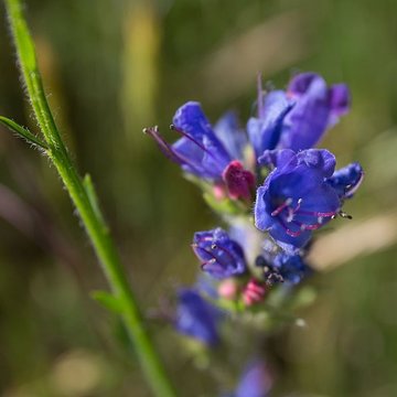Château de Rochebaron