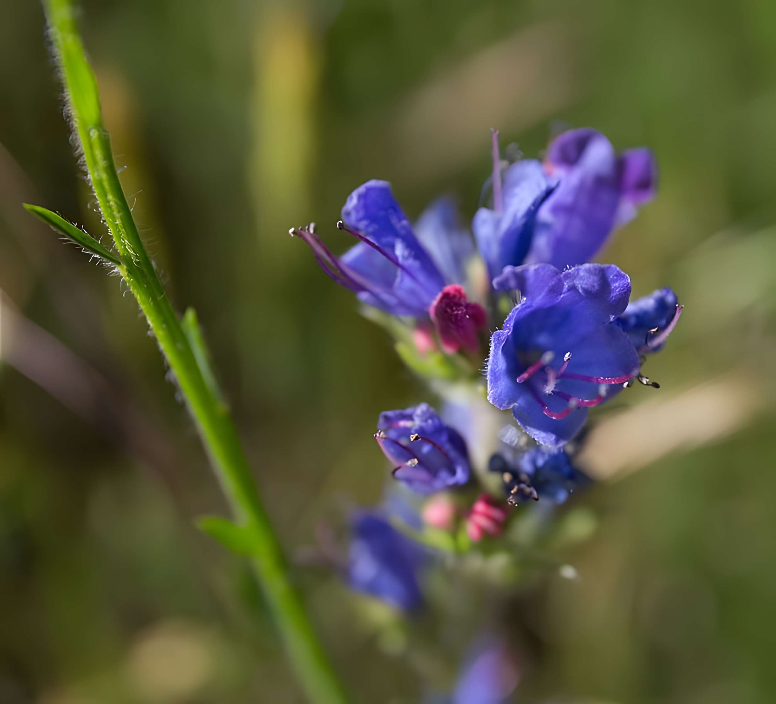 Château de Rochebaron