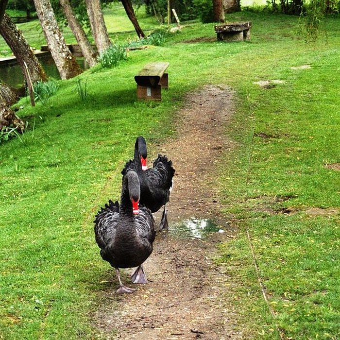 Photo de Château de Saint-Germain de Livet