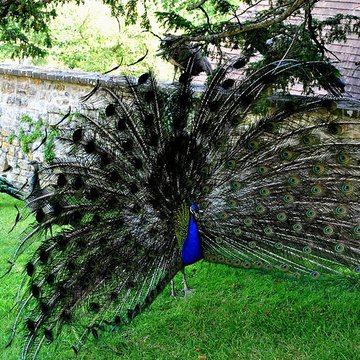 Château de Saint-Germain de Livet