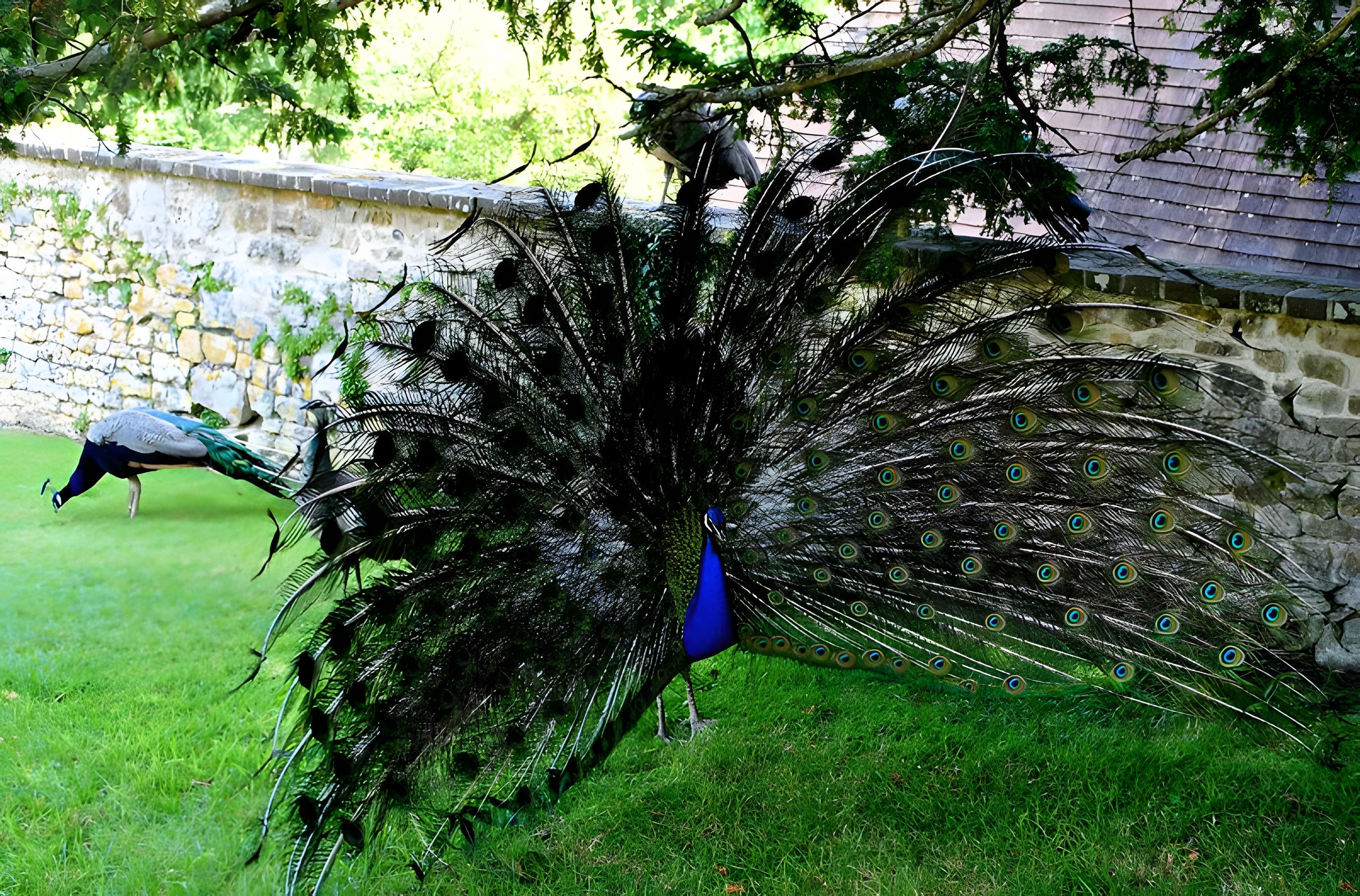 Château de Saint-Germain de Livet