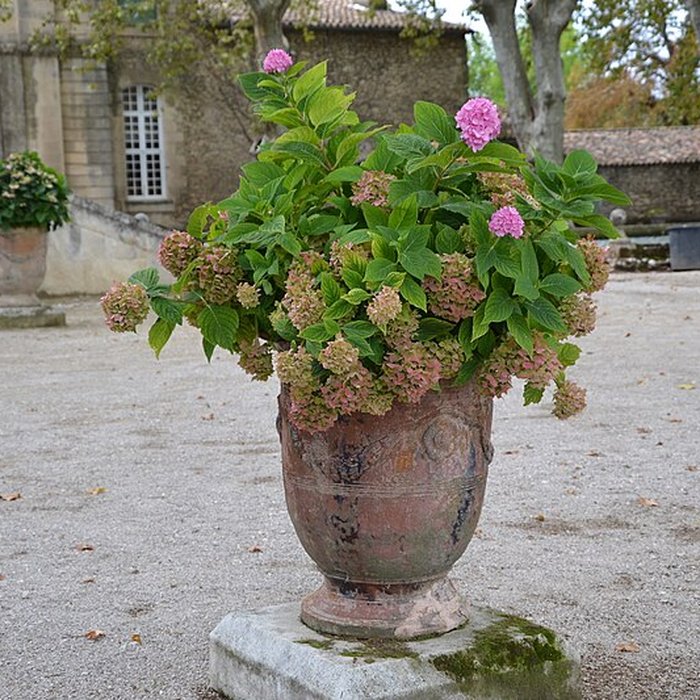 Photo de Château de Sauvan