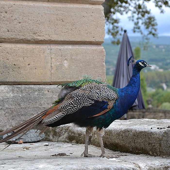 Photo de Château de Sauvan