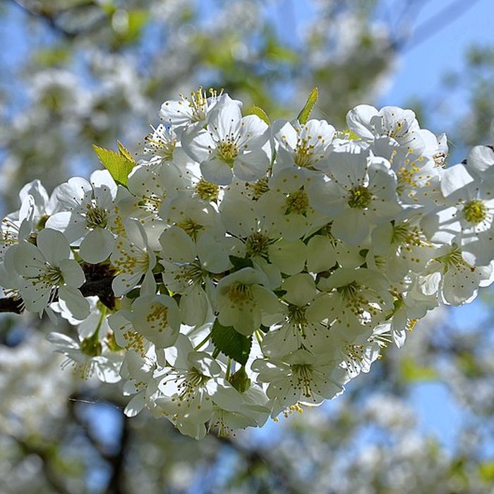 Photo de Château de Talcy