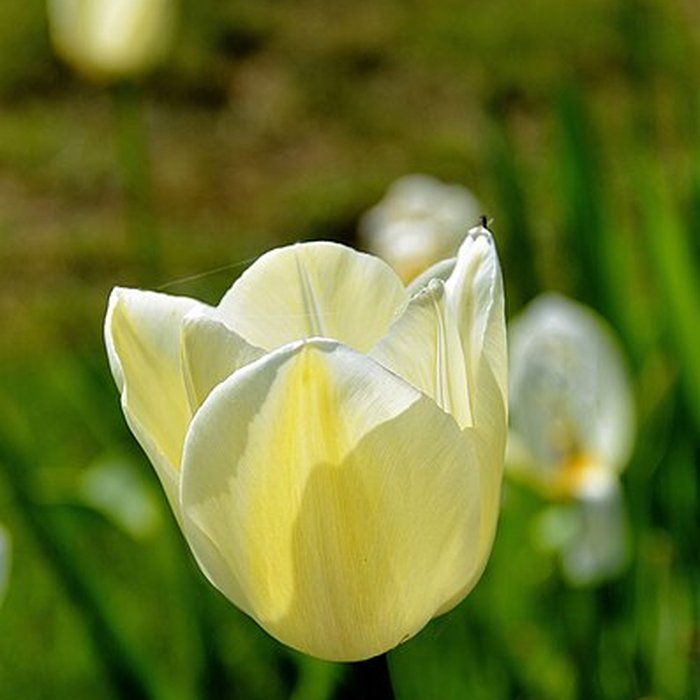 Photo de Château de Talcy