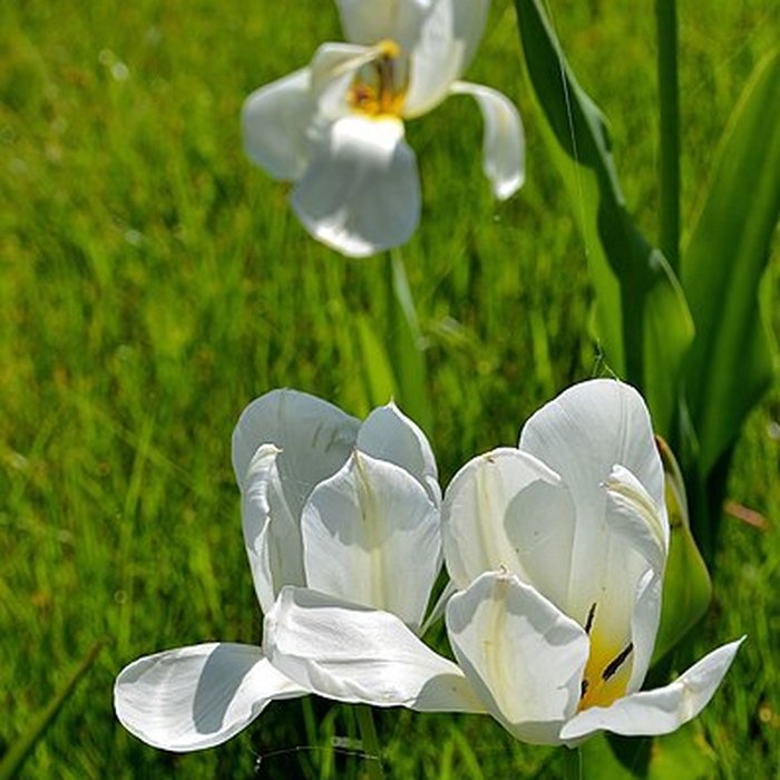 Photo de Château de Talcy