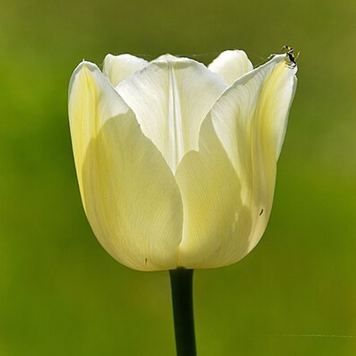 Photo de Château de Talcy