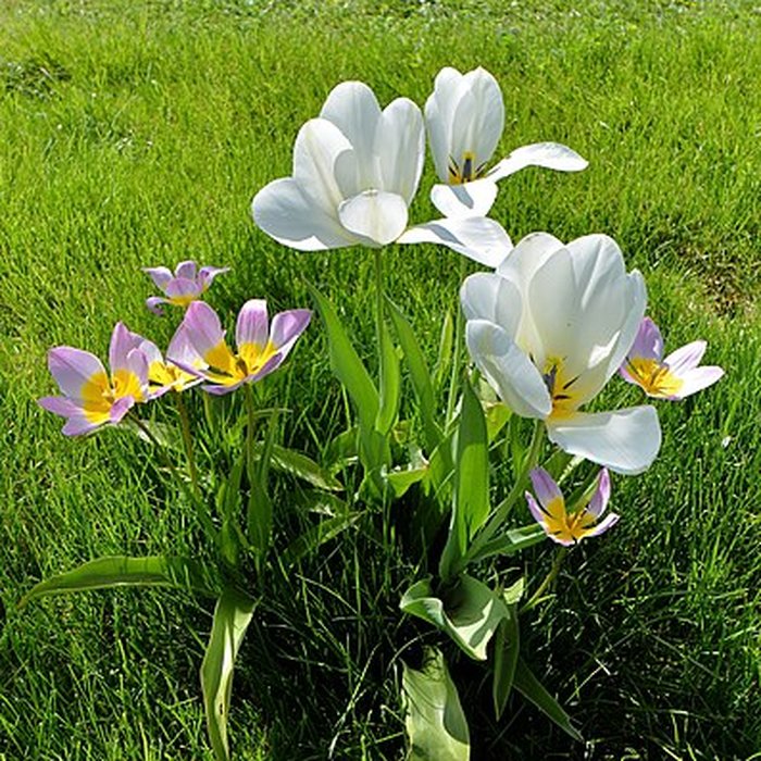 Photo de Château de Talcy