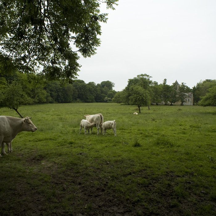 Photo de Église Saint-Pierre de Thaon