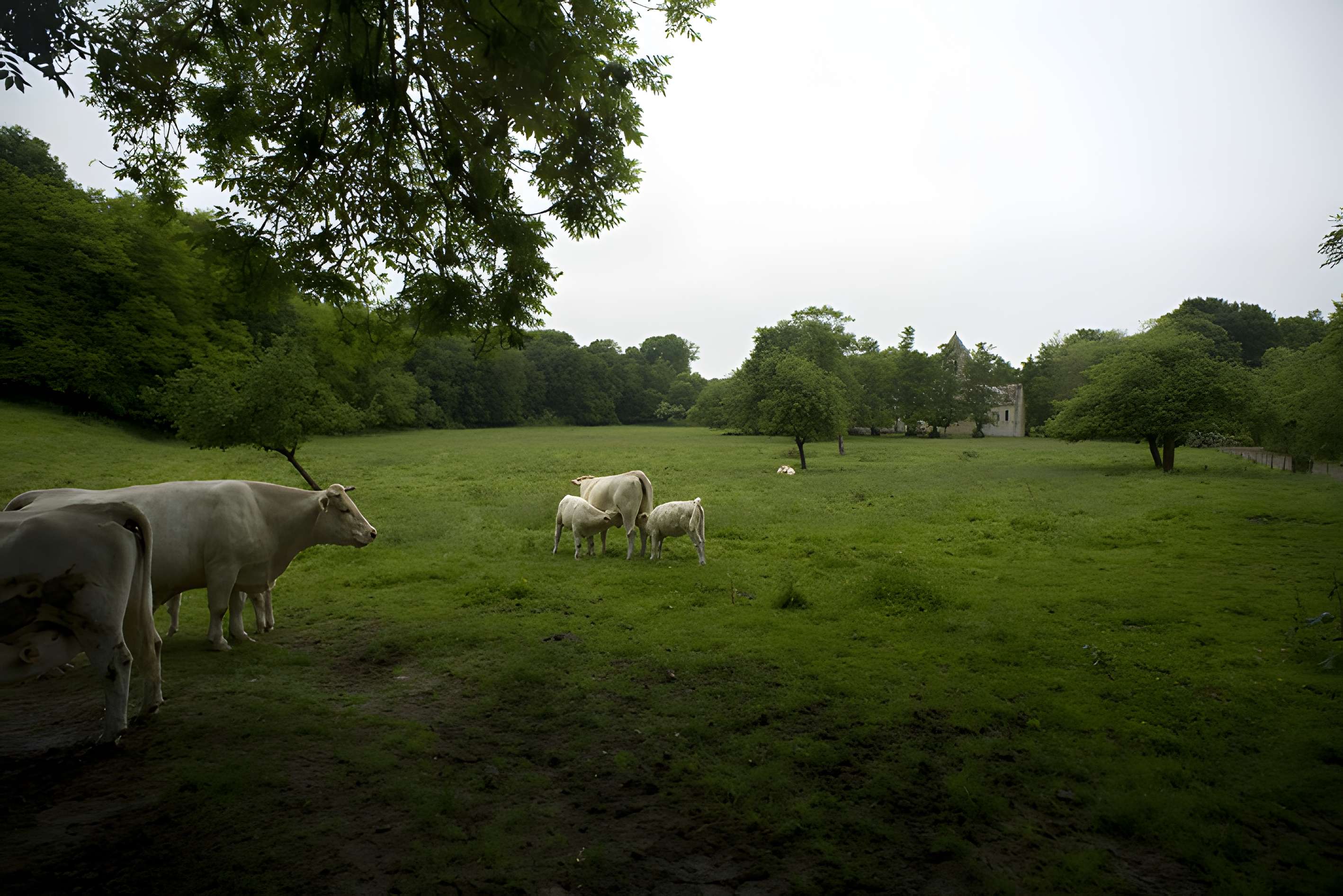Église Saint-Pierre de Thaon