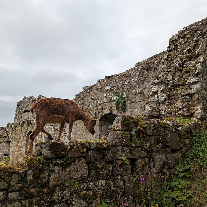 Photo de Château de Tonquédec