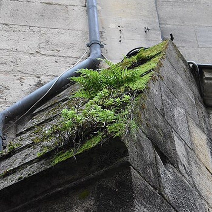 Photo de Église Saint-Rémi de Bordeaux